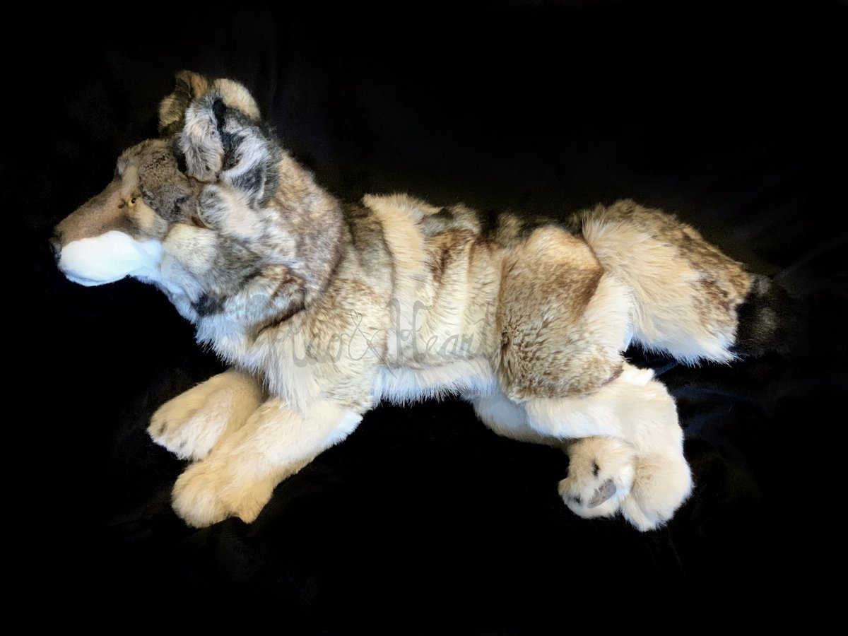 Forzaswift's tweet image. Latest plush complete - 100% handsewn Timberwolf based on Yellowstone’s “06.” #wolfplush #handmade #yellowstonewolves