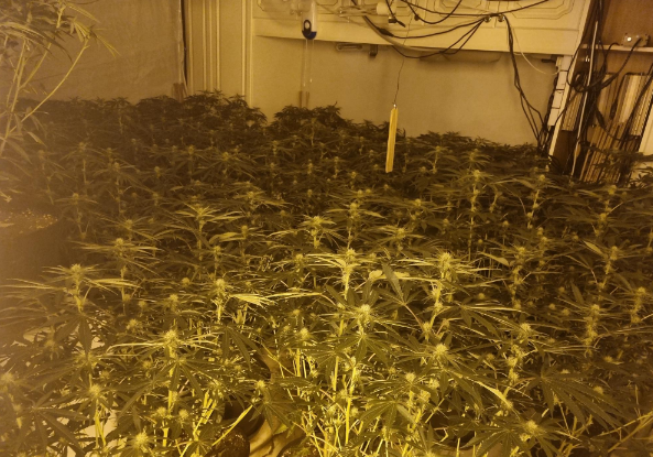 ErdingtonWMP's tweet photo. #Cannabis Today Tyburn & Stockland Green NHT executed a Warrant in the Stockland Green area on a suspected cannabis grow, officers found 142 plants and abstraction of electricity - #Westernpower came out and disconnected the property and made it safe
#YousaidWeDid https://t.co/5wIJz3aQrf