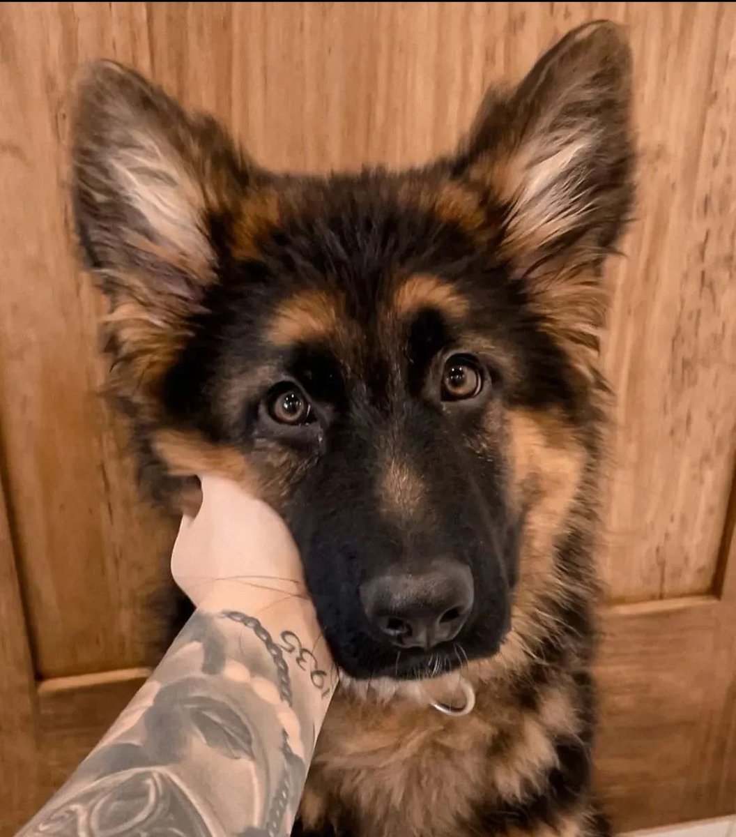 German Shepherd tweet media