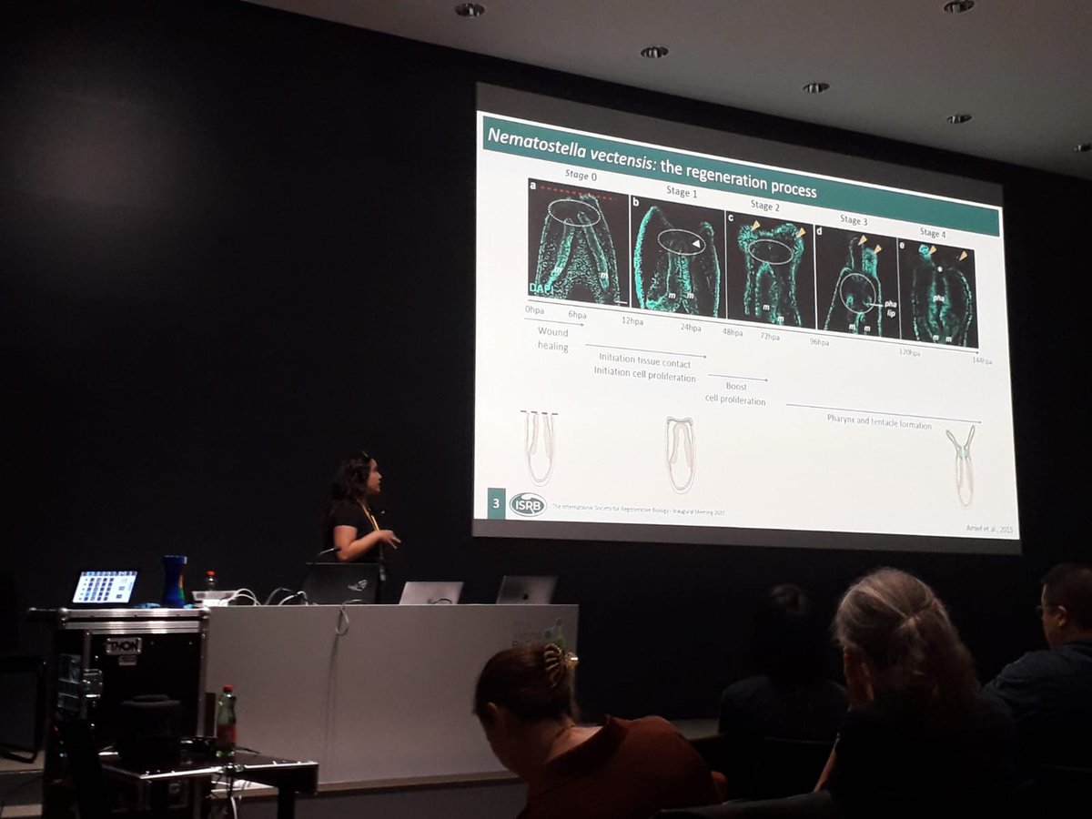 RottingerL's tweet photo. Stoked that two members of the team, Aurore Vullien (PhD co-directed w/Eve Gazave/@stemdevevo) and Rita ANDREONI-PHAM (PhD co-directed w/Aldine Amiel) presented their great results @ISRBio inaugural meeting in Vienna. Fantastic development of these two amazing scientists... https://t.co/SoLnZJ663x