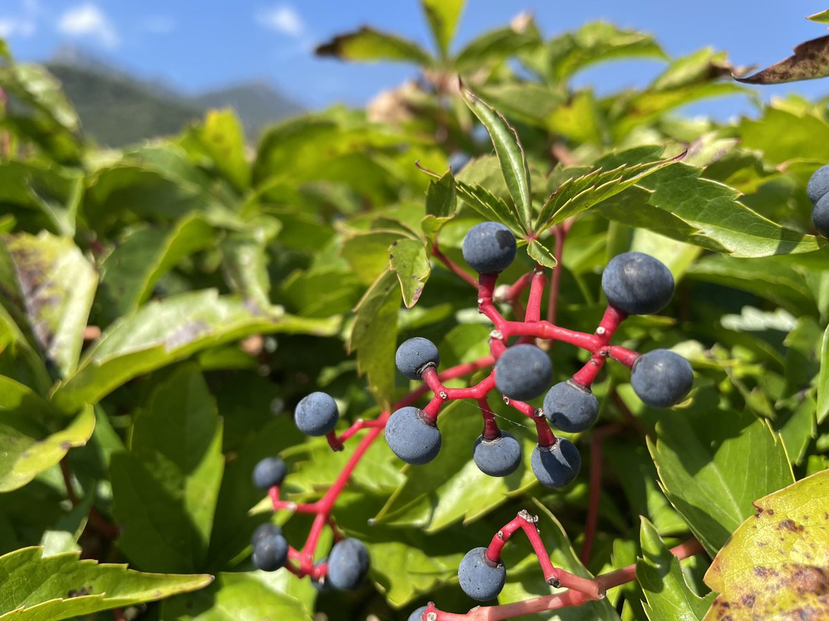 franksteibli's tweet image. #Wandern in #AltoAdige 🥾
Heute #Kaltern 🇮🇹❤️
(11,6 km, 400 HM)