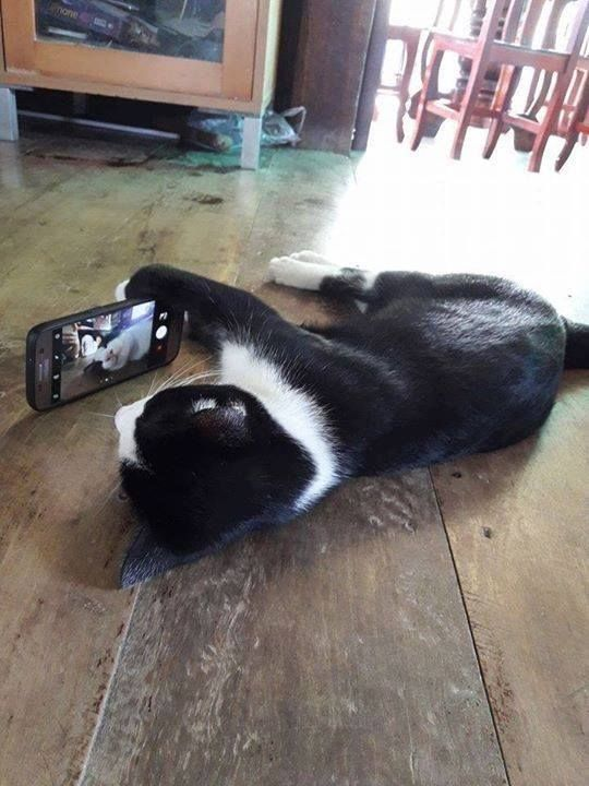 DontShowYourCat's tweet photo. floor selfie https://t.co/mylCWxjkql
