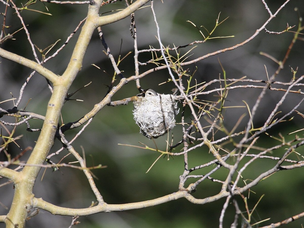 Lake Tahoe birds show a true story of resilience and variety. Join the TRTA and TINS for our Squawk Talk on Sept 12 at Spooner North Trailhead, where you will learn amazing new things about birds while walking through the forest. 
 tahoerimtrail.org/event/birding-…
Photo by TINS