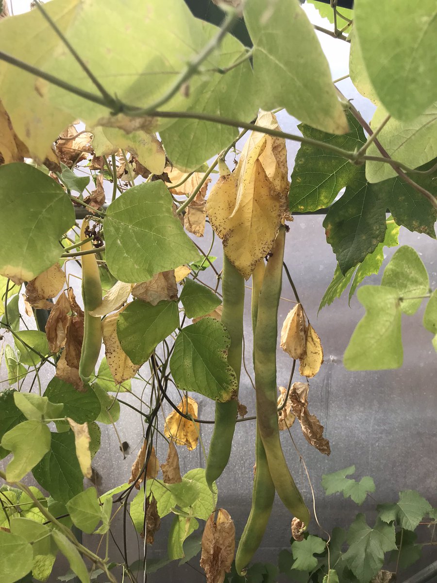 ParksideNorwich's tweet photo. Parkside growers have been busy https://t.co/keoiIzMRAL