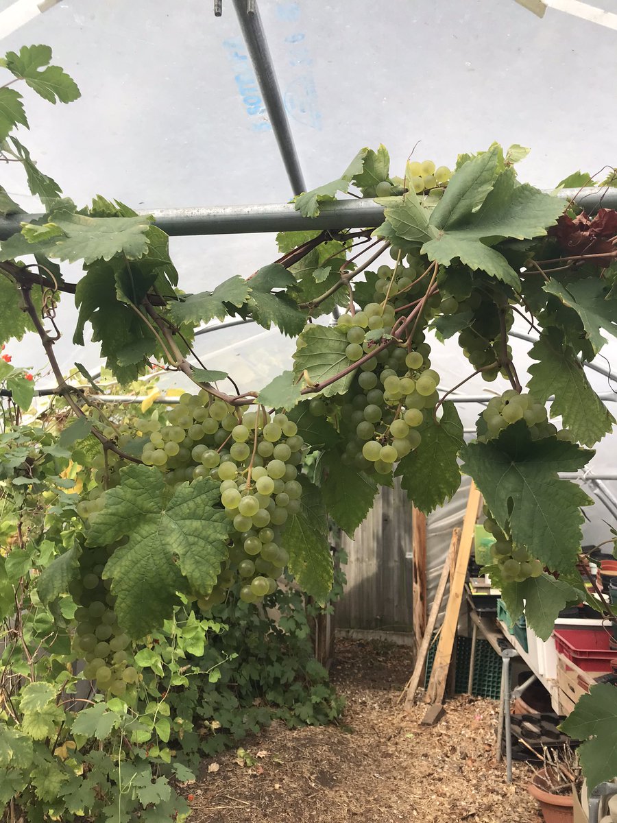 ParksideNorwich's tweet photo. Parkside growers have been busy https://t.co/keoiIzMRAL