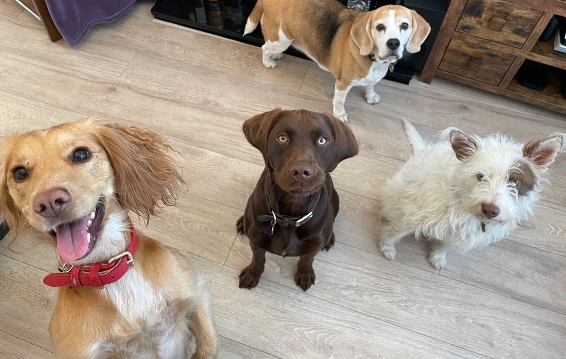 TheBarmyBeagle's tweet image. When the beagle is fully aware it&apos;s only a ball (and not food) 😂