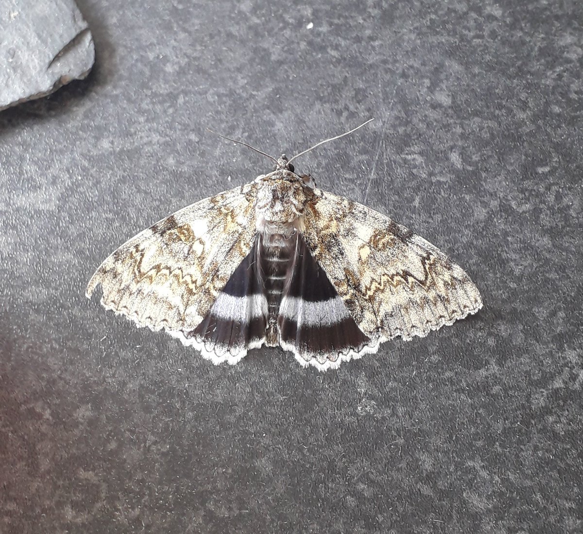 sean clancy tweet media