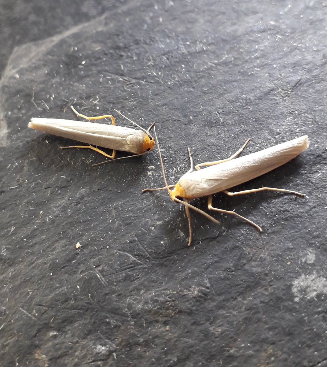 sean clancy tweet media