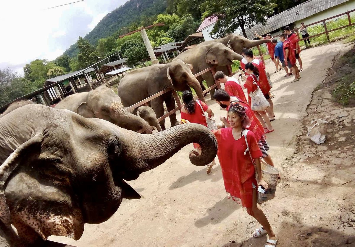 chokchai_camp's tweet photo. Grateful for the wonderful day spent with our cherished visitors at Chokchai Elephant Camp! 🐘💫 #MemorableMoments #ChokchaiElephantCamp https://t.co/72hI1Tqqum