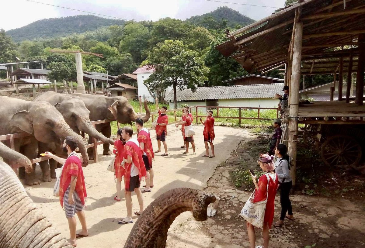 chokchai_camp's tweet photo. Grateful for the wonderful day spent with our cherished visitors at Chokchai Elephant Camp! 🐘💫 #MemorableMoments #ChokchaiElephantCamp https://t.co/72hI1Tqqum