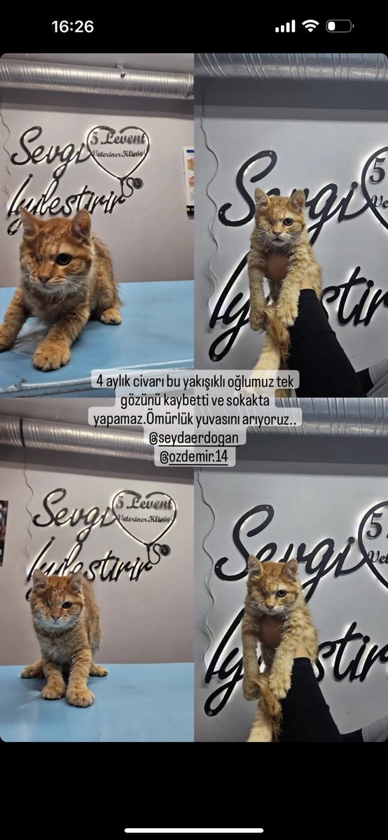 Bu çocuğu sokakta kötü bir halde bulduk ben tedavilerini yaptırdım. Şu an İstanbul 5. Levent Veteriner'de yuva bekliyor. Çok yakışıklı+sarışın 4 aylık civarı erkek. Instagram @ 5leventveteriner hesabından iletişime geçebilirsiniz. Sahiplendirme ücretsiz.
