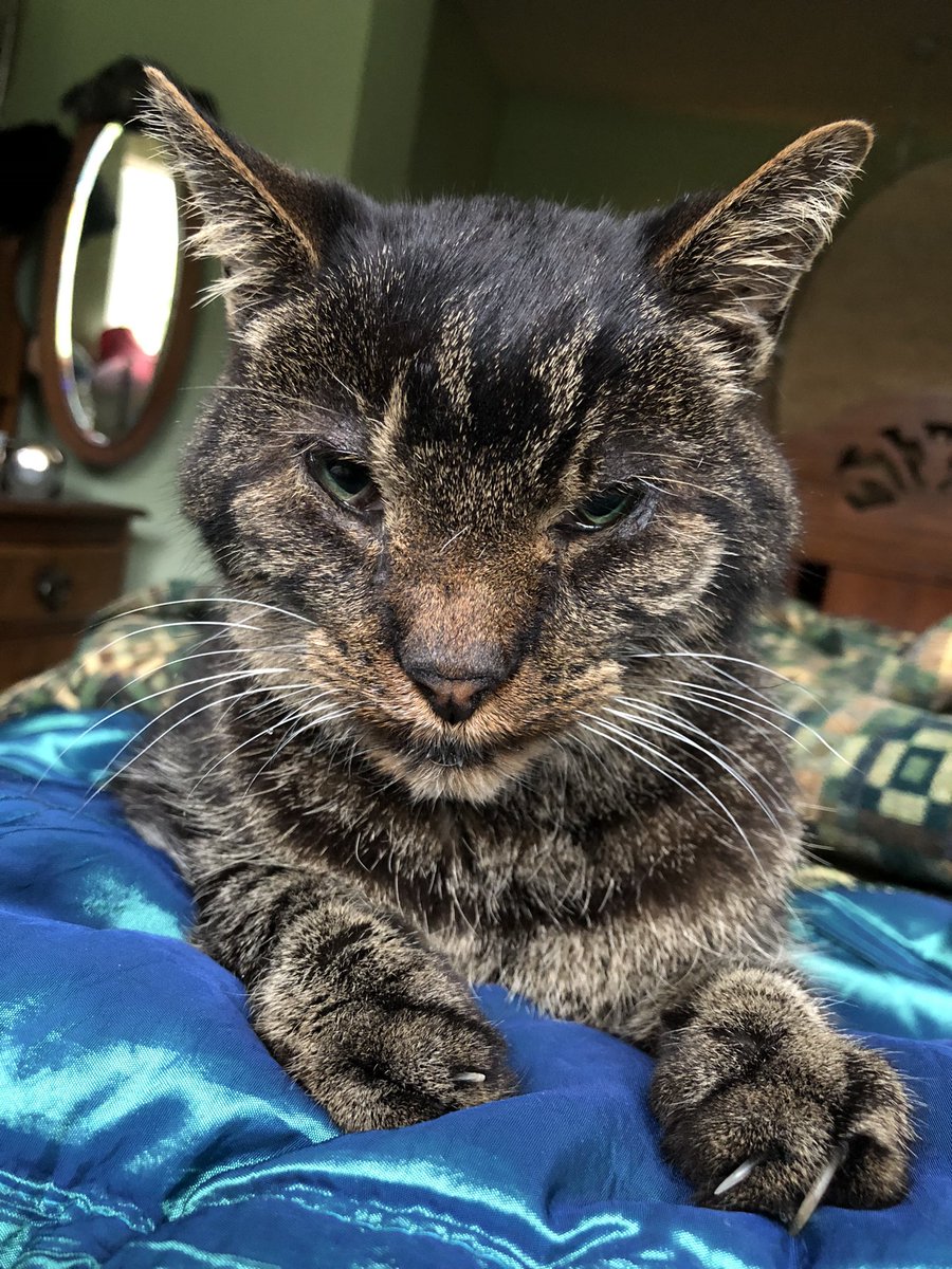 [the mummy] like all good norse heroes, Magnus has crossed Bifrost and is headed towards Valhalla where the food is and there’s lots of meals to stick your tail in and things to push off tables.  Go a-viking, dear lad, and know you were loved.