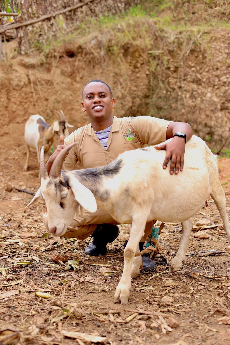 How many goats do you see? 😂 #GoatFarming  #Goat🐐