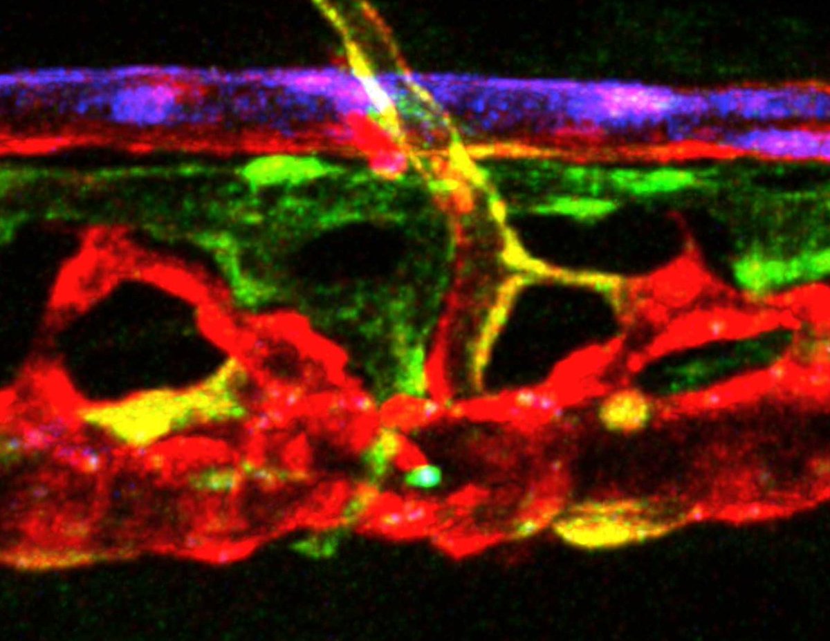 Happy #fluorescentfriday to everyone!
Great example of "flibow" (Das et al. 2022) to lineage trace different vessel types (#lymphatic in green, #artery  blue)
#zebrafish #FluorescenceFriday