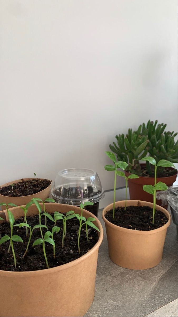 кажется, я очень сильно замоталась и вовсе забыла про социальные сети.. но все это время я была занята уходом за этими чудесным малышами!