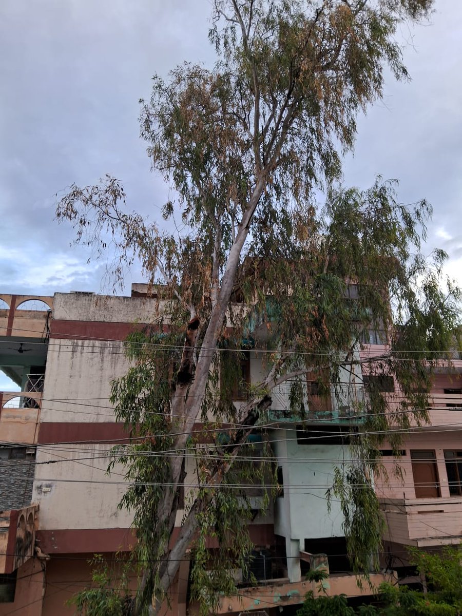 gulshan__gupta's tweet photo. @KESCoHQ @UPPCLLKO @UppclChairman Dear kesco, thanks for the quick resolution...but the larger problem still persists

Another branch of tree is catching fire now....please make sure to cut down the tree asap to avoid this type of incident again https://t.co/BcPUMf4jru