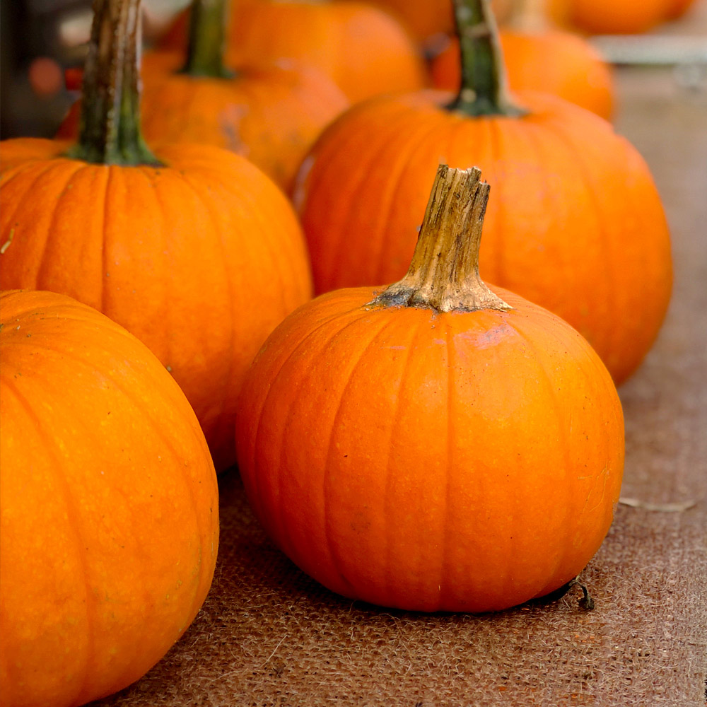 StauffersKH's tweet photo. There is no wrong way to display pumpkins in the fall! Arrange them carefully or simply pile them up for a carefree, casual seasonal look. #seasonal #pumpkins https://t.co/EnaoFdArX7