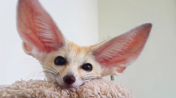 Maruhlefox's tweet photo. Happy fennec Friday!! [#2]

These are the top 4 best fennecs of the week 💓💝💕

Rawr rawr <33 

#fennec #furry #orejon https://t.co/8sZiH3xzQy