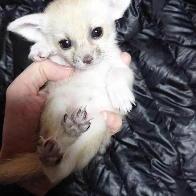 Maruhlefox's tweet photo. Happy fennec Friday!! [#2]

These are the top 4 best fennecs of the week 💓💝💕

Rawr rawr <33 

#fennec #furry #orejon https://t.co/8sZiH3xzQy