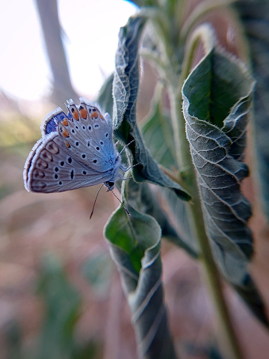 Вот такой экземпляр мне повезло сфотографироват!
📷😉
#мобильноефото