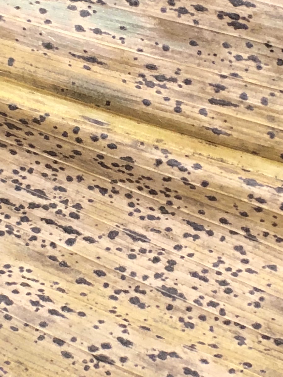 Crop Protection Network (@cropnetwork) on Twitter photo "...foliar fungicides and appropriately timed #fungicide applications can profitably be used to manage tar spot in #Indiana under high disease severity conditions."
Research to keep in mind for 2024 tar spot management.
From the <a href="/PlantDiseaseJ/">Plant Disease</a> article at "...foliar fungicides and appropriately timed #fungicide applications can profitably be used to manage tar spot in #Indiana under high disease severity conditions."
Research to keep in mind for 2024 tar spot management.
From the <a href="/PlantDiseaseJ/">Plant Disease</a> article at