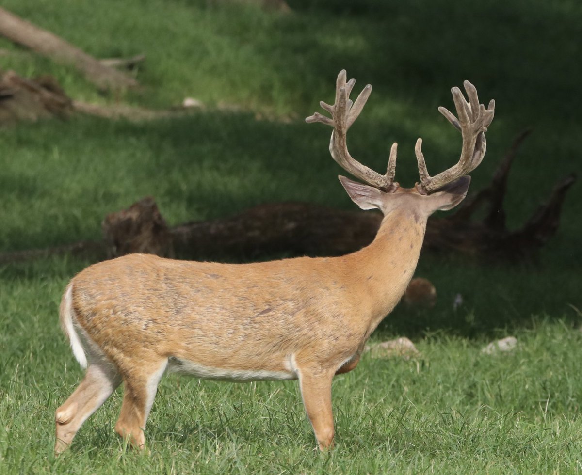 Don't be looking back wishing you had hunted an Oak Creek Giant this year! Call today for hunt info and dates available, 573-943-6644 #oakcreekexperience #bestdeerhunts #missourideerhunting #huntofalifetime #oakcreekgiants