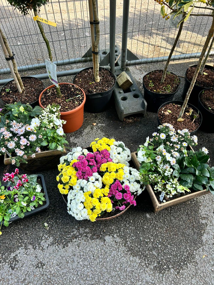 LBSTradeCentre's tweet photo. A beautiful mix of different plants now available to buy in the shop.

Limited stock so once they've gone, they've gone.

Shop is open till 5pm Mon - Fri. 🌺🪴🌸🌼🎍

#plants #flowers #gardening #colne https://t.co/TN4UDzkOLl