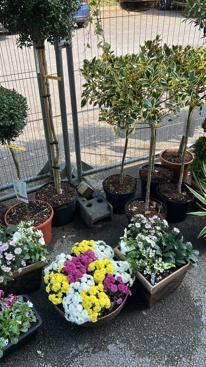 LBSTradeCentre's tweet photo. A beautiful mix of different plants now available to buy in the shop.

Limited stock so once they've gone, they've gone.

Shop is open till 5pm Mon - Fri. 🌺🪴🌸🌼🎍

#plants #flowers #gardening #colne https://t.co/TN4UDzkOLl
