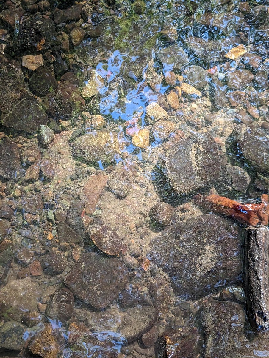 Trottick ponds trip. Hot day but lots to look at and photograph. <a href="/morganacademy1/">Morgan Academy</a>