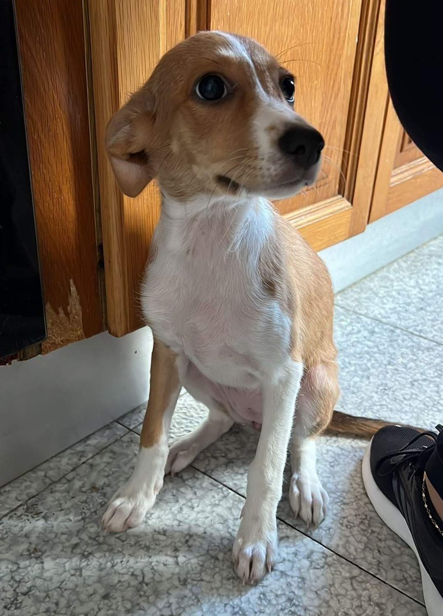 NOS PIDEN AYUDA EN DIFUSIÓN Y BÚSQUEDA DE #ACOGIDA Y FUTURA #ADOPCIÓN SI NO ES RECLAMADA.

#ENCONTRADA EL PASADO MARTES EN #TORRENT, #VALENCIA, ZONA BARRIO EL XENILLET.

Hembra de unos 5 meses.
Muy buena y cariñosa.
La familia que se la ha encontrado no puede cuidar fe...