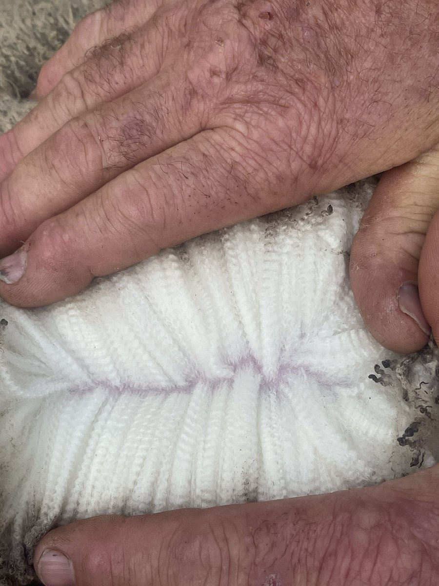 Got ourselves a few new sires this week can’t wait to see what they can breed for us