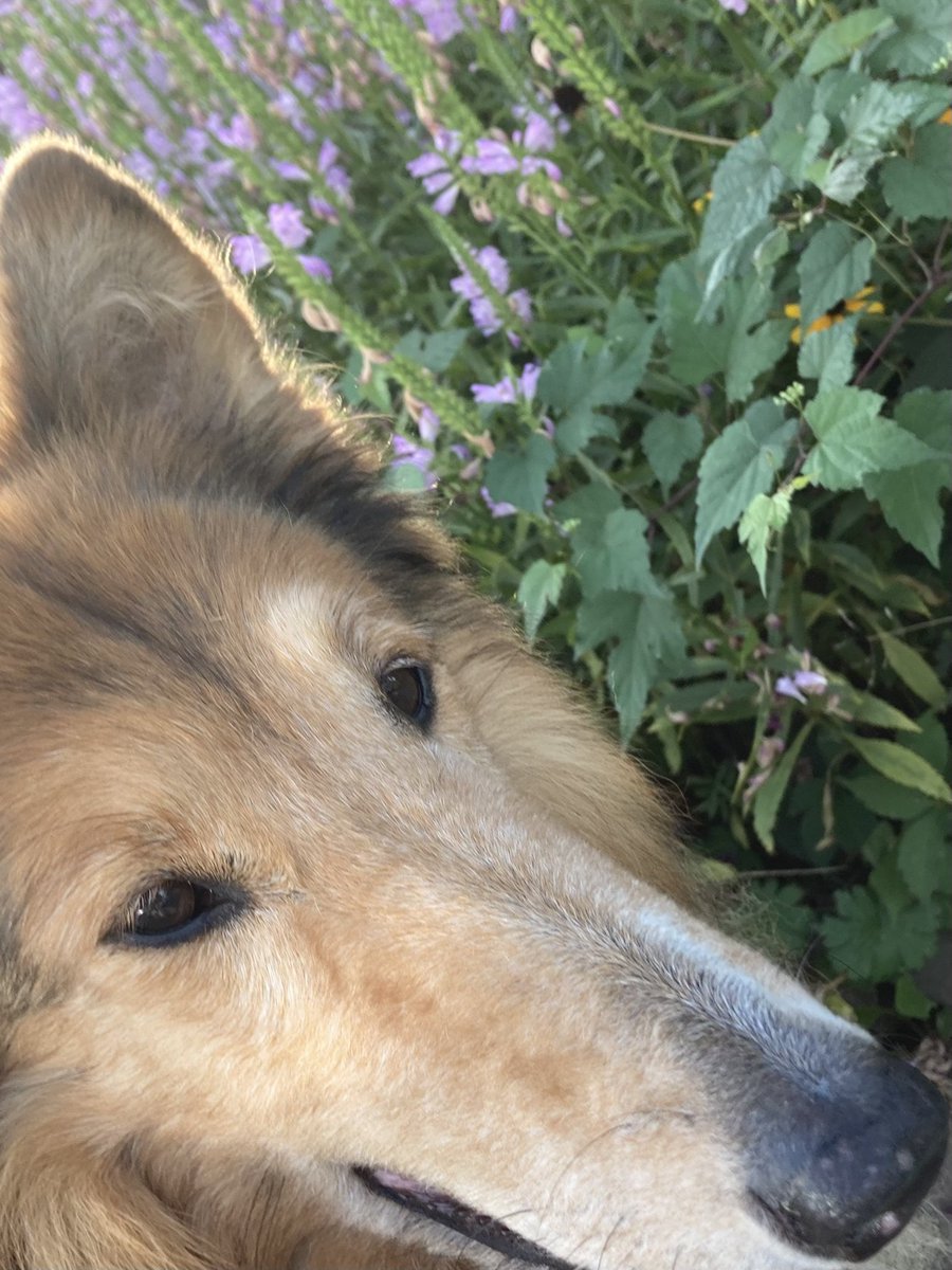 CollieCrusader's tweet photo. Mommy just realized that 3 weeks ago today I was in really rough shape and they thought my rainbow time was nearing but I rallied and am thriving. #resilience
#roughcollie #collieflower #colliecrusader #whatadifferenceadaymakes https://t.co/ZtFsTD9Jak