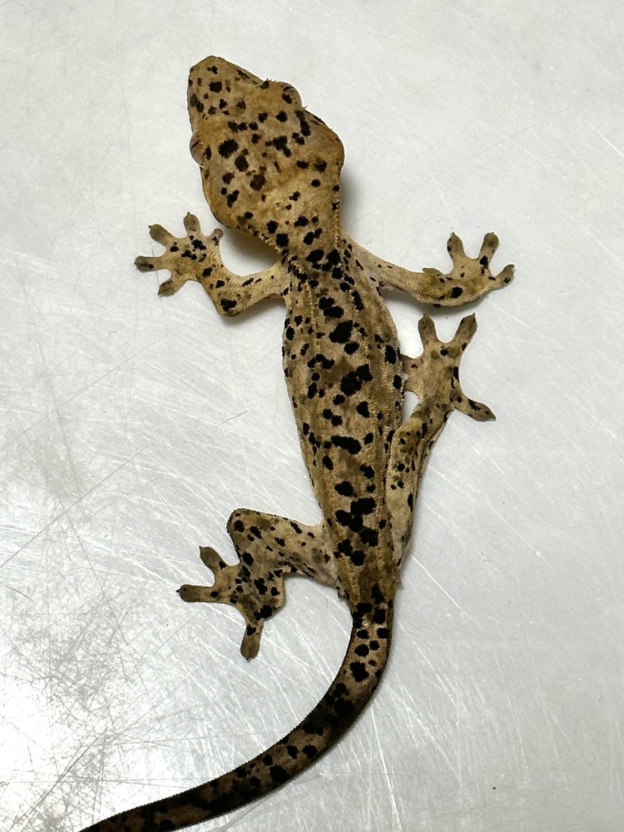 arimax_rep's tweet photo. 産まれた時からポテンシャル高かった子 https://t.co/h217uxNLlh