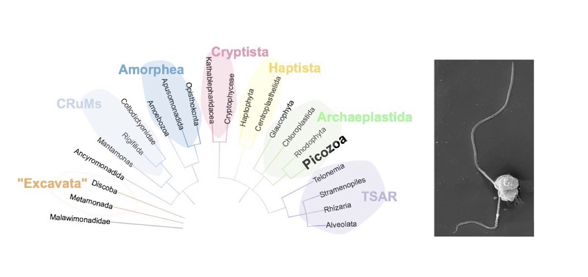 Offering a PhD position within the project Ecological characterization of Picozoa, an abundant and enigmatic protistan group

Interested candidates, please find further details here: icm.csic.es/ca/oferta-treb…
