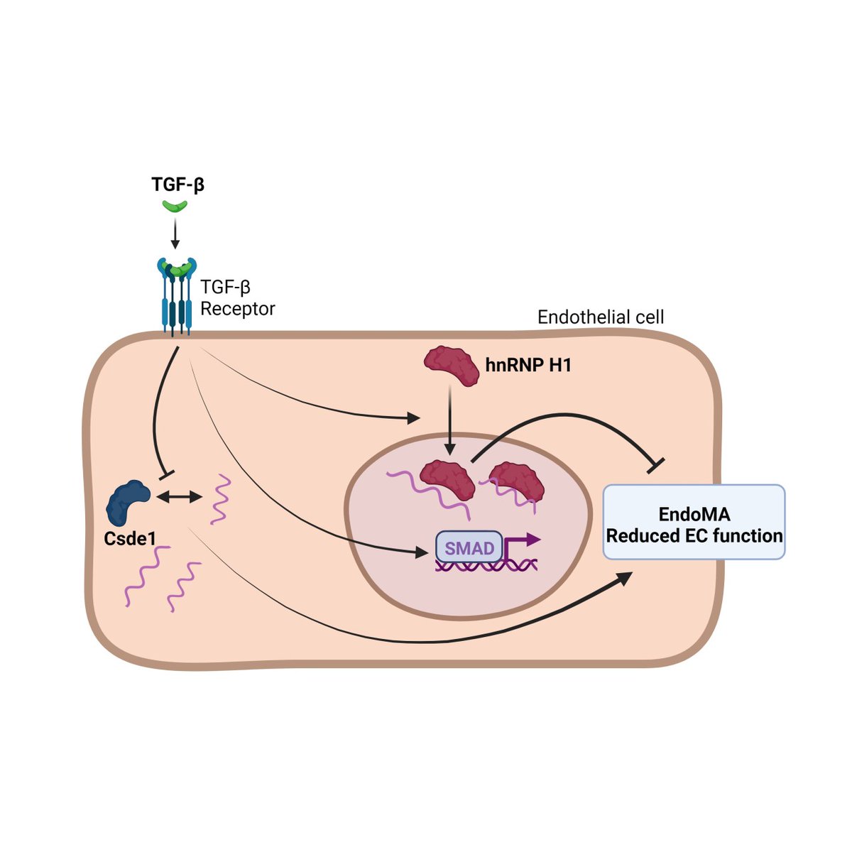 RNA binding proteins emerge as important post-transcriptional regulators of TGF-β signaling, endothelial cell
function and endothelial-mesenchymal activation
ahajrnls.org/3EPrfaB