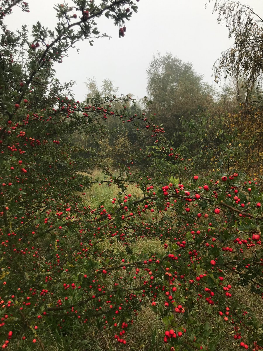 Save Rose Hill Bessacarr🍃💚🍃 #NatureInMyBackyard tweet media