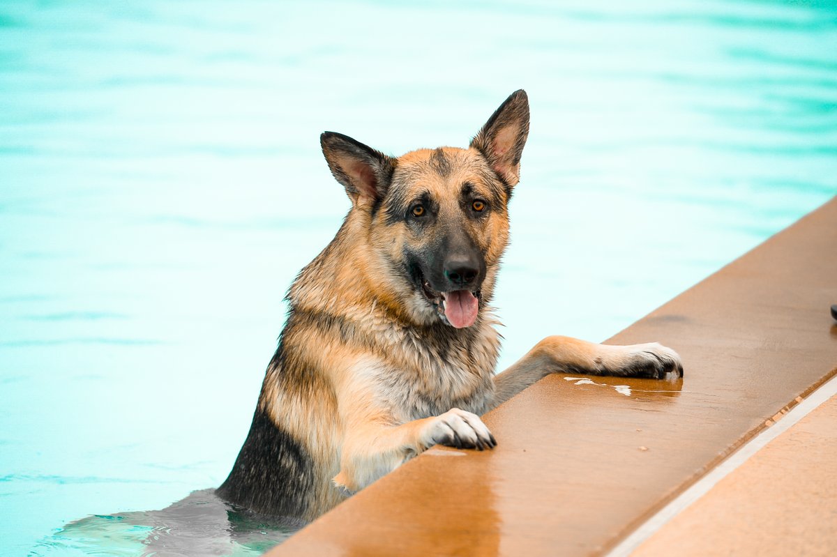The Pooch Pool Party is TOMORROW, Sat., Sept. 9 from 12-3pm at the Rosemeade Rainforest. Enjoy pet-friendly vendors, low-cost rabies vaccinations from 10am-12pm, & FREE pet registration from Carrollton Animal Services. Dog entry: $5, humans. Details: cityofcarrollton.com/Home/Component…
