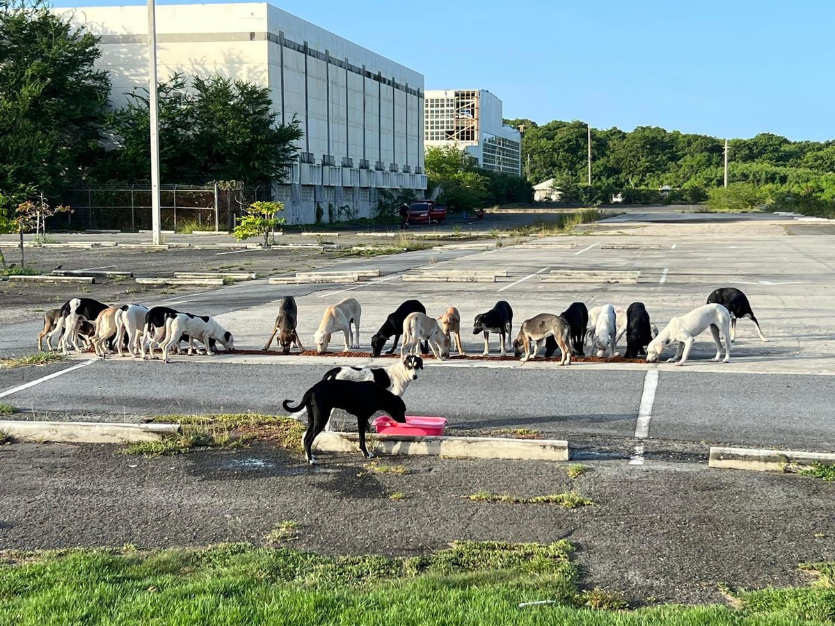 mayorgalu's tweet photo. For all dog lovers, there are hundreds of abandoned, beautiful doggie children in Puerto Rico’s Roosevelt Roads military base and throughout the island. These beautiful animals need a family and your loving home.

The abandoned animal issue in Puerto Rico has become a significant care crisis for those compassionate to all animals. There are three stray animals, dogs, cats, and horses, for every person living in Puerto Rico. 

Rescuers are overwhelmed and cannot take on this endeavor alone any longer. Fly here and save a life; take a dog or a cat home. With particular emphasis on stray snow dogs, like huskies, malamutes, and other expensive animals like Golden Doodles, Belgian Malinois, and German Shepherds, hundreds of these are also homeless. Don't buy! ❤️Come here and adopt a dog, save their life, and they will change yours.

I have rescued FOUR snow dogs from inhumane conditions you wouldn't believe. If you live somewhere cold, where it snows, please fly here and help take all stray snowdogs off the island.

Help spread the message,
@IslandCorps 

#AdoptDontShop #RESCUE #Dogs @dog_rates @_We_Rate_Cats #Horses