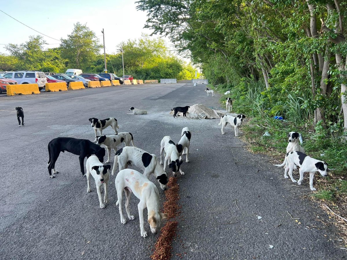 mayorgalu's tweet photo. For all dog lovers, there are hundreds of abandoned, beautiful doggie children in Puerto Rico’s Roosevelt Roads military base and throughout the island. These beautiful animals need a family and your loving home.

The abandoned animal issue in Puerto Rico has become a significant care crisis for those compassionate to all animals. There are three stray animals, dogs, cats, and horses, for every person living in Puerto Rico. 

Rescuers are overwhelmed and cannot take on this endeavor alone any longer. Fly here and save a life; take a dog or a cat home. With particular emphasis on stray snow dogs, like huskies, malamutes, and other expensive animals like Golden Doodles, Belgian Malinois, and German Shepherds, hundreds of these are also homeless. Don't buy! ❤️Come here and adopt a dog, save their life, and they will change yours.

I have rescued FOUR snow dogs from inhumane conditions you wouldn't believe. If you live somewhere cold, where it snows, please fly here and help take all stray snowdogs off the island.

Help spread the message,
@IslandCorps 

#AdoptDontShop #RESCUE #Dogs @dog_rates @_We_Rate_Cats #Horses