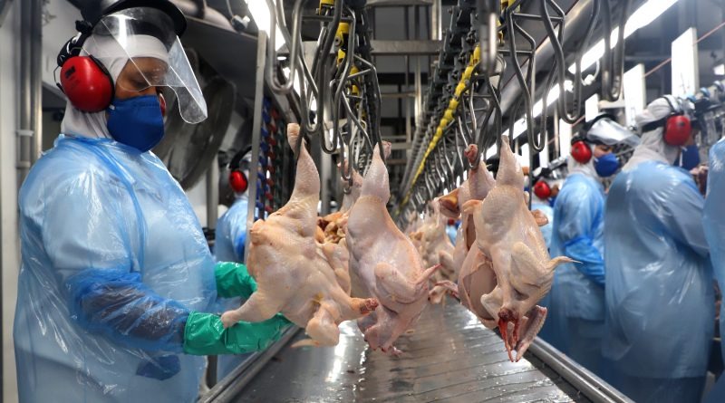 jornaldooeste's tweet image. O Paraná segue aumentando a produção de frangos, cadeia produtiva que lidera com 34,2% de toda a produção do País.

📸 Ari Dias/AEN

#paraná #estado #suíno #frango