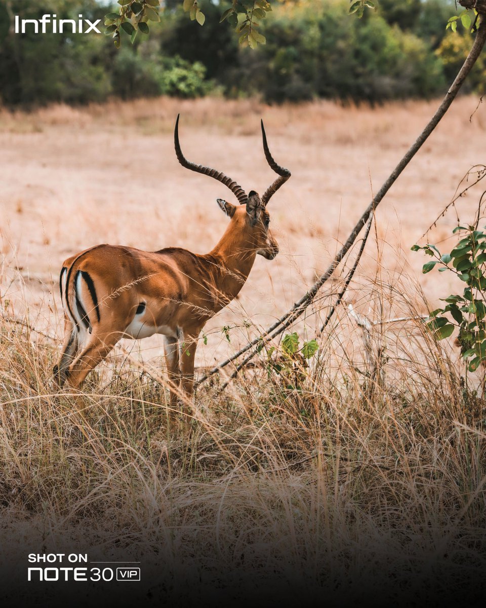 infinixrwanda's tweet image. Ba mu bambere bavuga uko iyi nyamaswa yitwa utsindire impano ya Infinix.📷 #Note30VIP #ShotOn