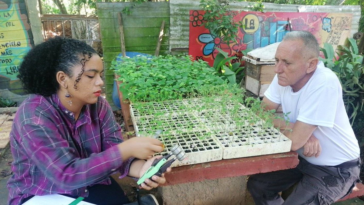EE_IndioHatuey's tweet photo. 🌱Mediciones en las plántulas del Nitrógeno, la Clorofila, los  Flavonoides y las Antocianinas en el Patio Agroecológico La Luz. Universidad de Matanzas que forma futuros ingenieros agrónomos.
#TesisDeDiploma #UM #PericoEnVictoria #MatancerosEnVictoria https://t.co/ydlsGrr8FF