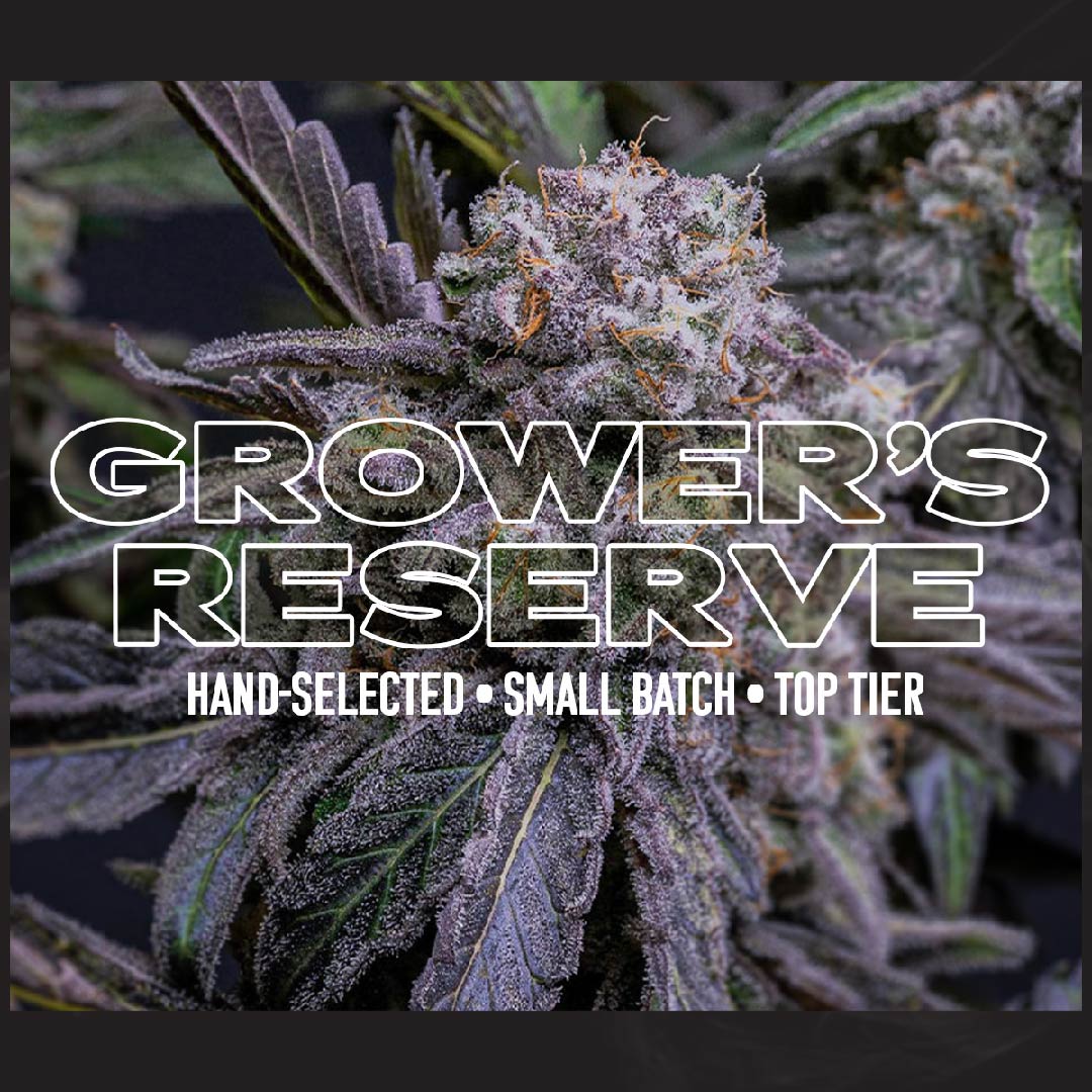 insaforreallife's tweet photo. πΏπGrowerβs Reserve Flower ππΏ
At INSA, we're all about the exceptional, that's exactly what you'll find in our Grower's Reserve flower. π Each bud is hand-picked, from small, carefully tended batches, ensuring only the crΓ¨me de la crΓ¨me reaches your hands. π#insaforreallife https://t.co/yEL6VPsd0U