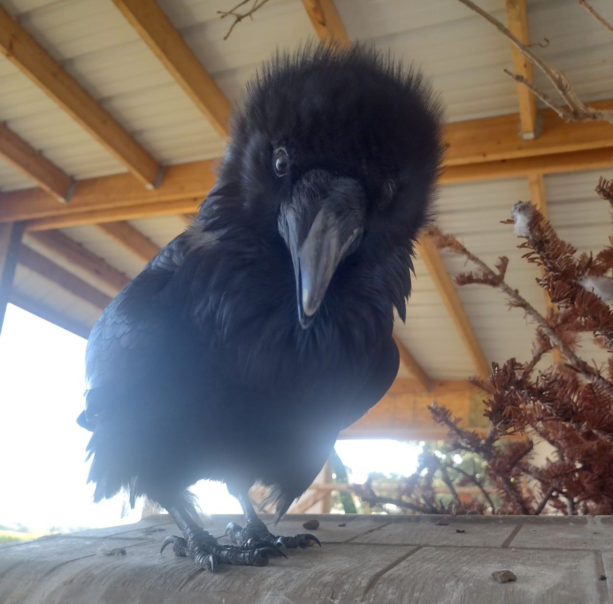 Your timeline has been blessed by the raven of Friday Fortune, wishing for you the best of weekends. 🪶

#fridaymorning #BirdTwitter