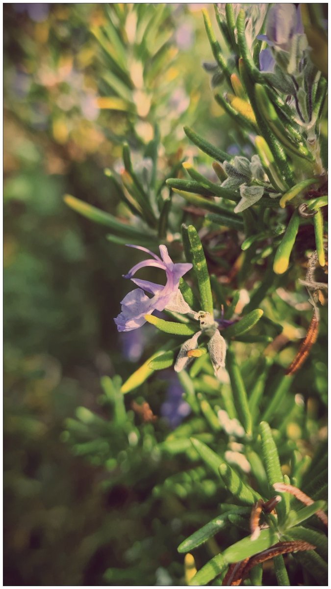 MustardTree7's tweet photo. Arn't #Rosemary #flowers truly amazing? https://t.co/3PJs1WVfyO