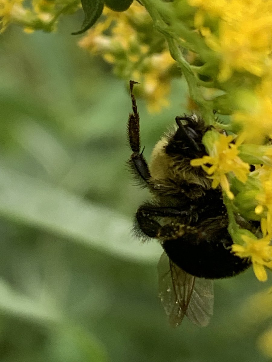 patty_clouds's tweet image. Rainy morning 🌦️I want to believe that bumblebee was dreaming 😊…
#wildbackyard #biodiversity #nativegarden #nativeflowers #sleepingbee #bumblebee #homegrownnationalpark #conservation