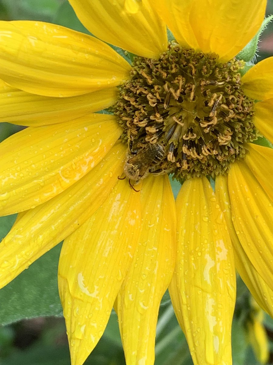 patty_clouds's tweet image. Rainy morning 🌦️I want to believe that bumblebee was dreaming 😊…
#wildbackyard #biodiversity #nativegarden #nativeflowers #sleepingbee #bumblebee #homegrownnationalpark #conservation