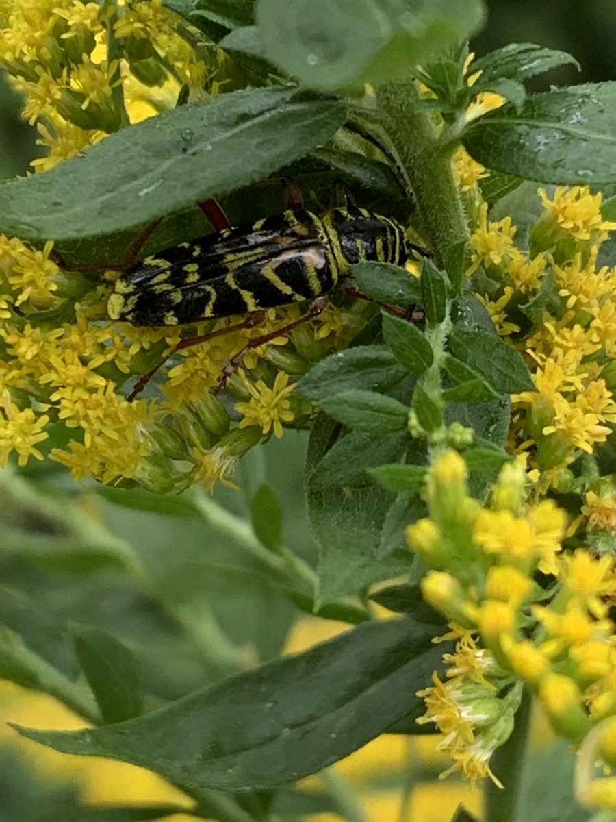 patty_clouds's tweet image. Rainy morning 🌦️I want to believe that bumblebee was dreaming 😊…
#wildbackyard #biodiversity #nativegarden #nativeflowers #sleepingbee #bumblebee #homegrownnationalpark #conservation
