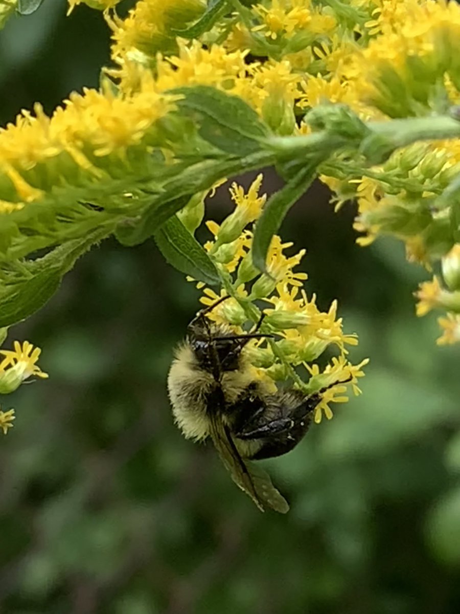 patty_clouds's tweet image. Rainy morning 🌦️I want to believe that bumblebee was dreaming 😊…
#wildbackyard #biodiversity #nativegarden #nativeflowers #sleepingbee #bumblebee #homegrownnationalpark #conservation