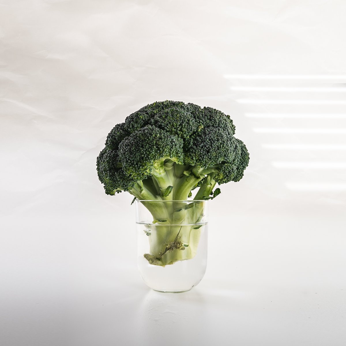 JohnMontDesign's tweet image. Brassica oleracea.